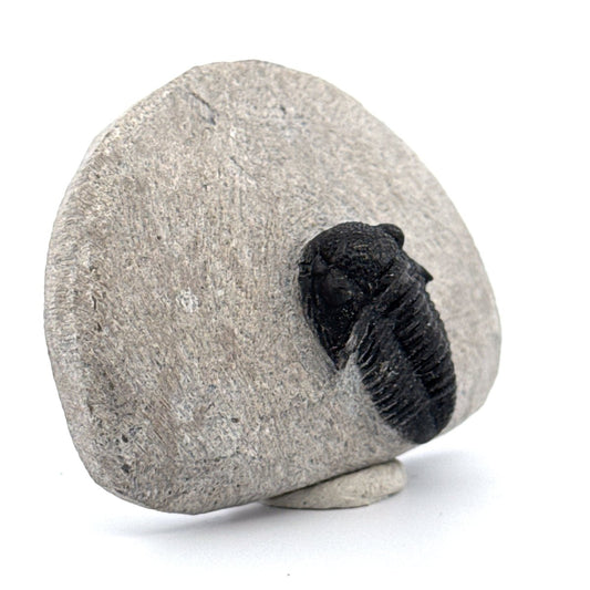 Gerastos granulosus Devonian Trilobite Fossil from Morocco (A021) - FossilsAndMore