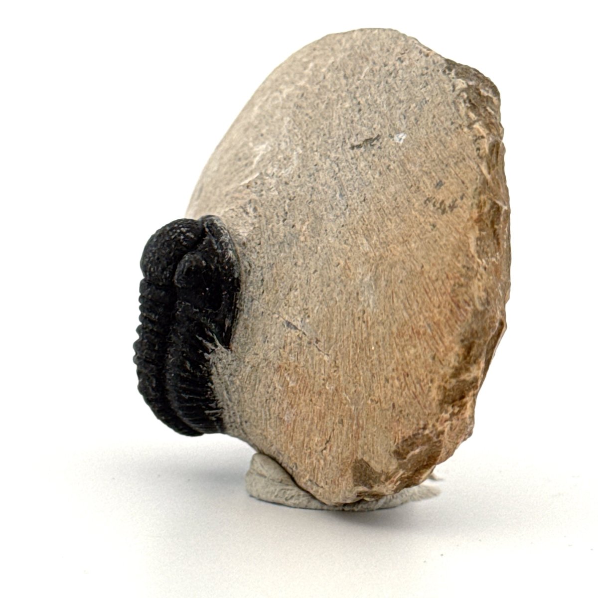 Gerastos granulosus Devonian Trilobite Fossil from Morocco (A023) - FossilsAndMore