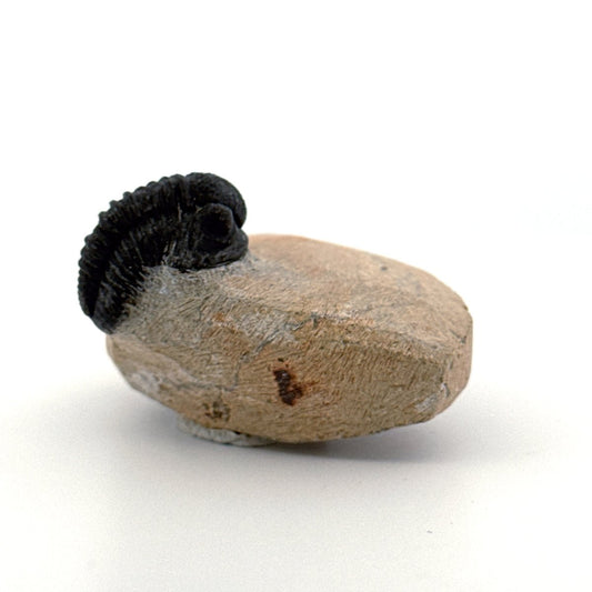 Gerastos granulosus Devonian Trilobite Fossil from Morocco (A024) - FossilsAndMore