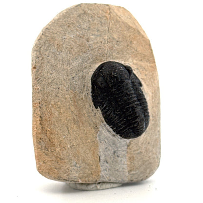 Gerastos granulosus Devonian Trilobite Fossil from Morocco (A025) - FossilsAndMore