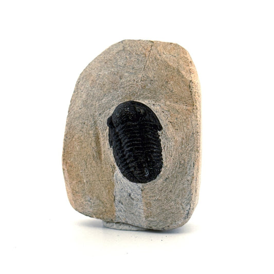 Gerastos granulosus Devonian Trilobite Fossil from Morocco (A025) - FossilsAndMore