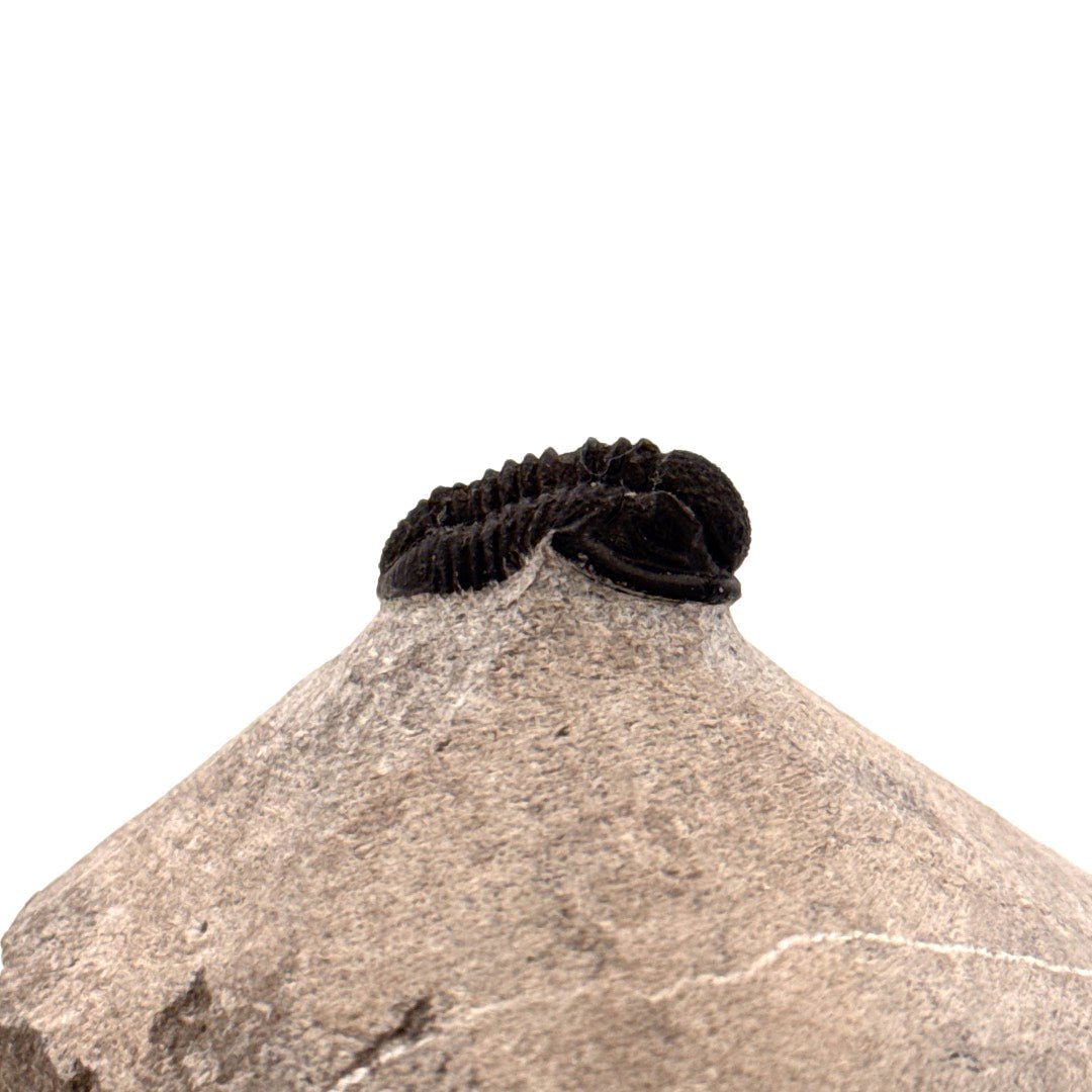 Gerastos granulosus Devonian Trilobite Fossil from Morocco (S01) - FossilsAndMore