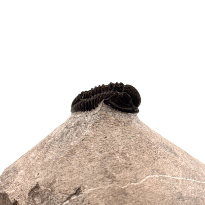 Gerastos granulosus Devonian Trilobite Fossil from Morocco (S01) - FossilsAndMore