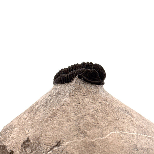 Gerastos granulosus Devonian Trilobite Fossil from Morocco (S01) - FossilsAndMore
