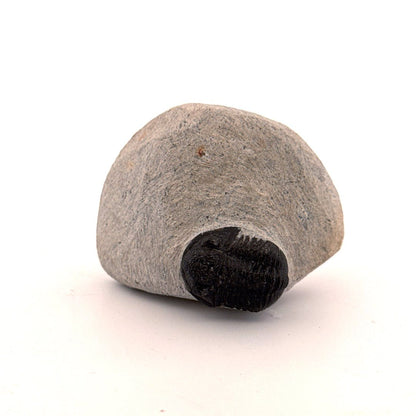 Gerastos granulosus Devonian Trilobite Fossil from Morocco (S02) - FossilsAndMore