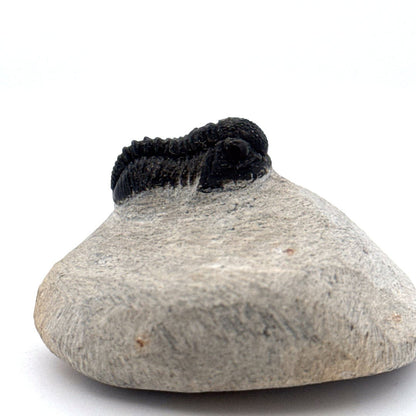 Gerastos granulosus Devonian Trilobite Fossil from Morocco (S02) - FossilsAndMore