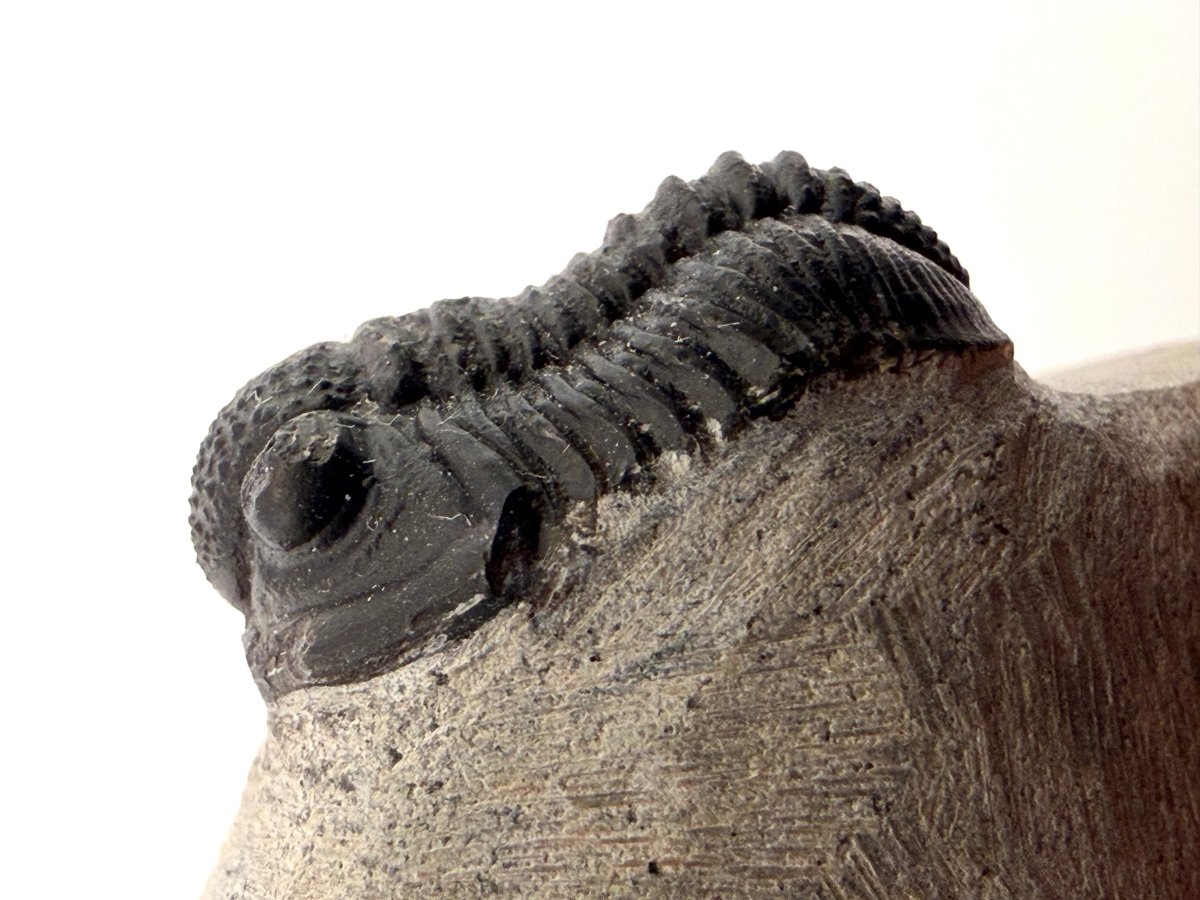 Gerastos granulosus Devonian Trilobite Fossil from Morocco (S02) - FossilsAndMore
