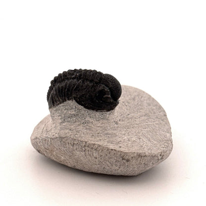 Gerastos granulosus Devonian Trilobite Fossil from Morocco (S03) - FossilsAndMore