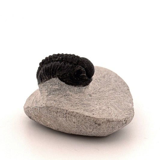 Gerastos granulosus Devonian Trilobite Fossil from Morocco (S03) - FossilsAndMore