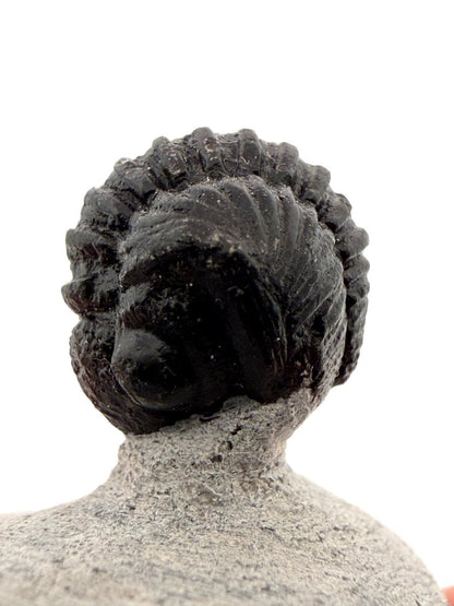Gerastos granulosus Devonian Trilobite Fossil from Morocco (S04) - FossilsAndMore