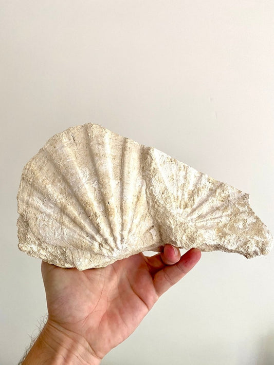 Gigantopecten Fossil Shell – Miocene Period, France (5.50"), 1400 Grams - FossilsAndMore