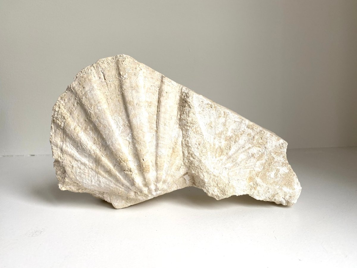 Gigantopecten Fossil Shell – Miocene Period, France (5.50"), 1400 Grams - FossilsAndMore