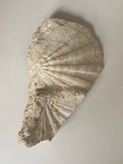 Gigantopecten Fossil Shell – Miocene Period, France (5.50"), 1400 Grams - FossilsAndMore