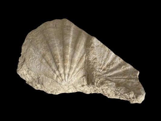 Gigantopecten Fossil Shell – Miocene Period, France (5.50"), 1400 Grams - FossilsAndMore