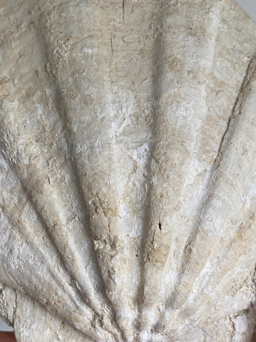 Gigantopecten Fossil Shell – Miocene Period, France (5.50"), 1400 Grams - FossilsAndMore