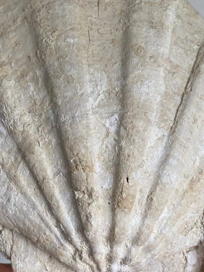 Gigantopecten Fossil Shell – Miocene Period, France (5.50"), 1400 Grams - FossilsAndMore