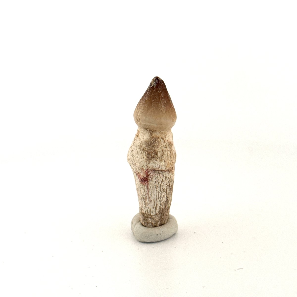 Globidens fossil tooth with natural root (1.87") - Cretaceous, Morocco - FossilsAndMore
