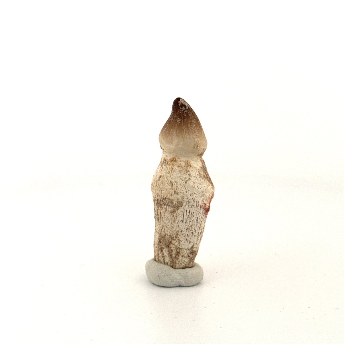 Globidens fossil tooth with natural root (1.87") - Cretaceous, Morocco - FossilsAndMore