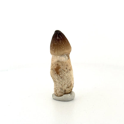 Globidens fossil tooth with natural root (2.05") - Cretaceous, Morocco - FossilsAndMore