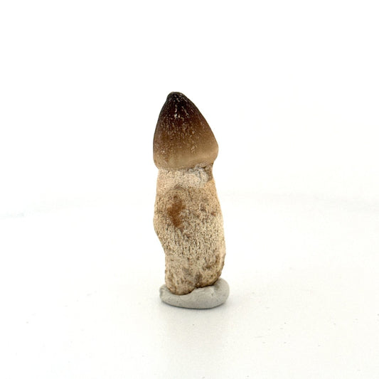 Globidens fossil tooth with natural root (2.05") - Cretaceous, Morocco - FossilsAndMore