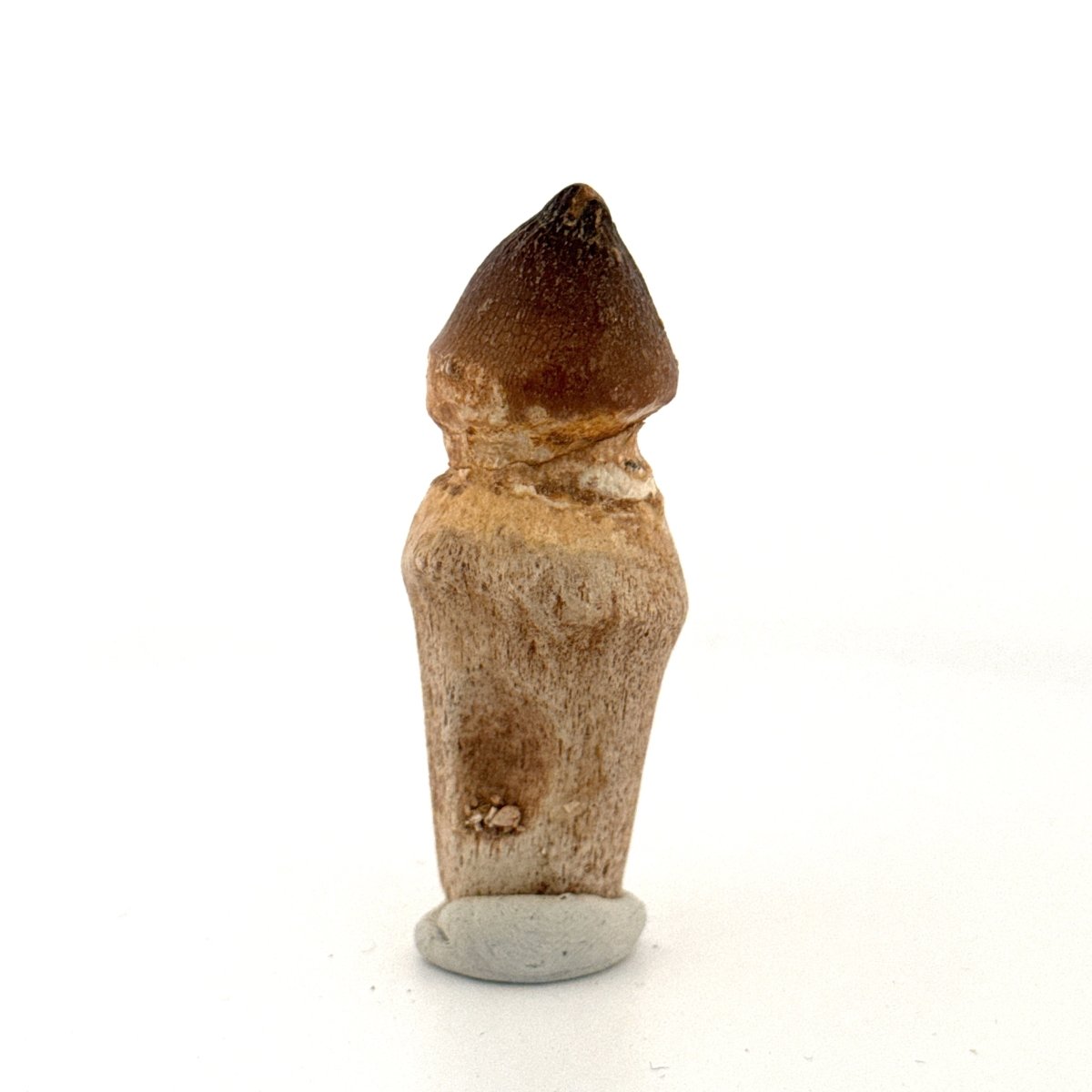 Globidens fossil tooth with natural root (2.49") - Cretaceous, Morocco - FossilsAndMore