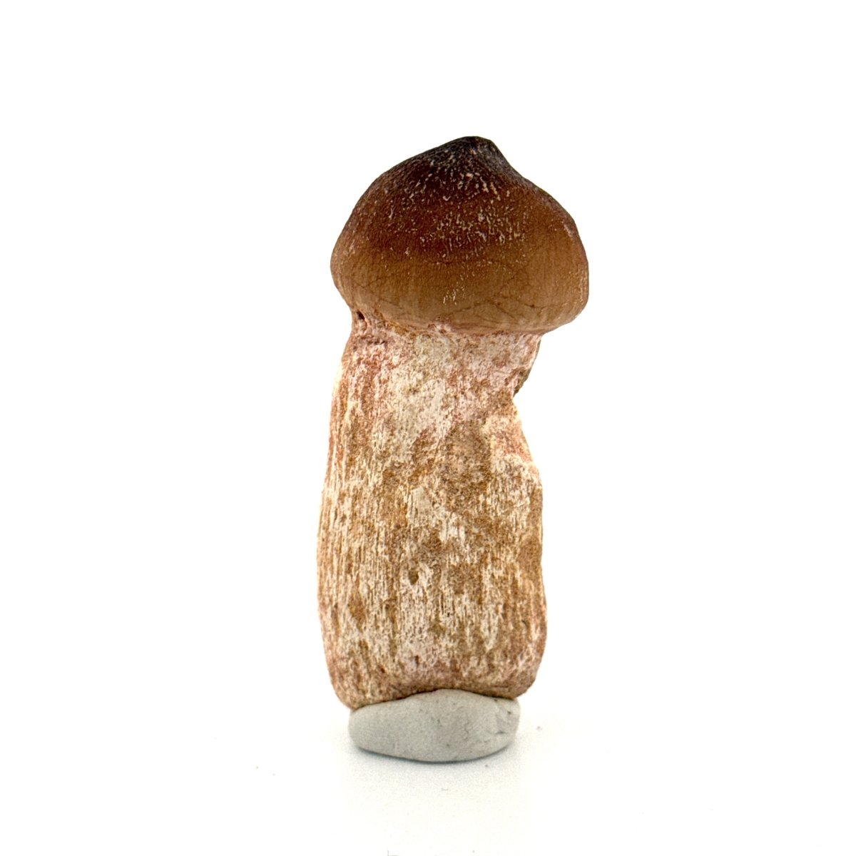 Globidens fossil tooth with natural root (2.50") - Cretaceous, Morocco - FossilsAndMore