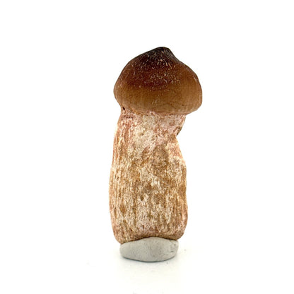 Globidens fossil tooth with natural root (2.50") - Cretaceous, Morocco - FossilsAndMore