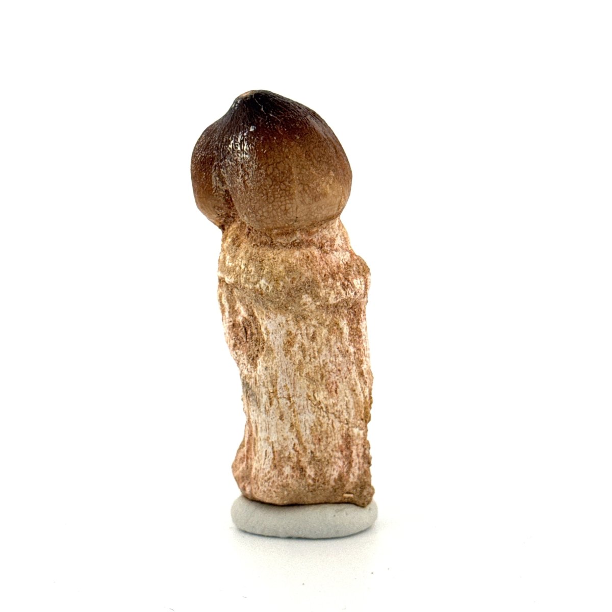 Globidens fossil tooth with natural root (2.64") - Cretaceous, Morocco - FossilsAndMore