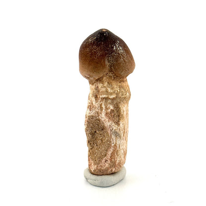 Globidens fossil tooth with natural root (2.64") - Cretaceous, Morocco - FossilsAndMore