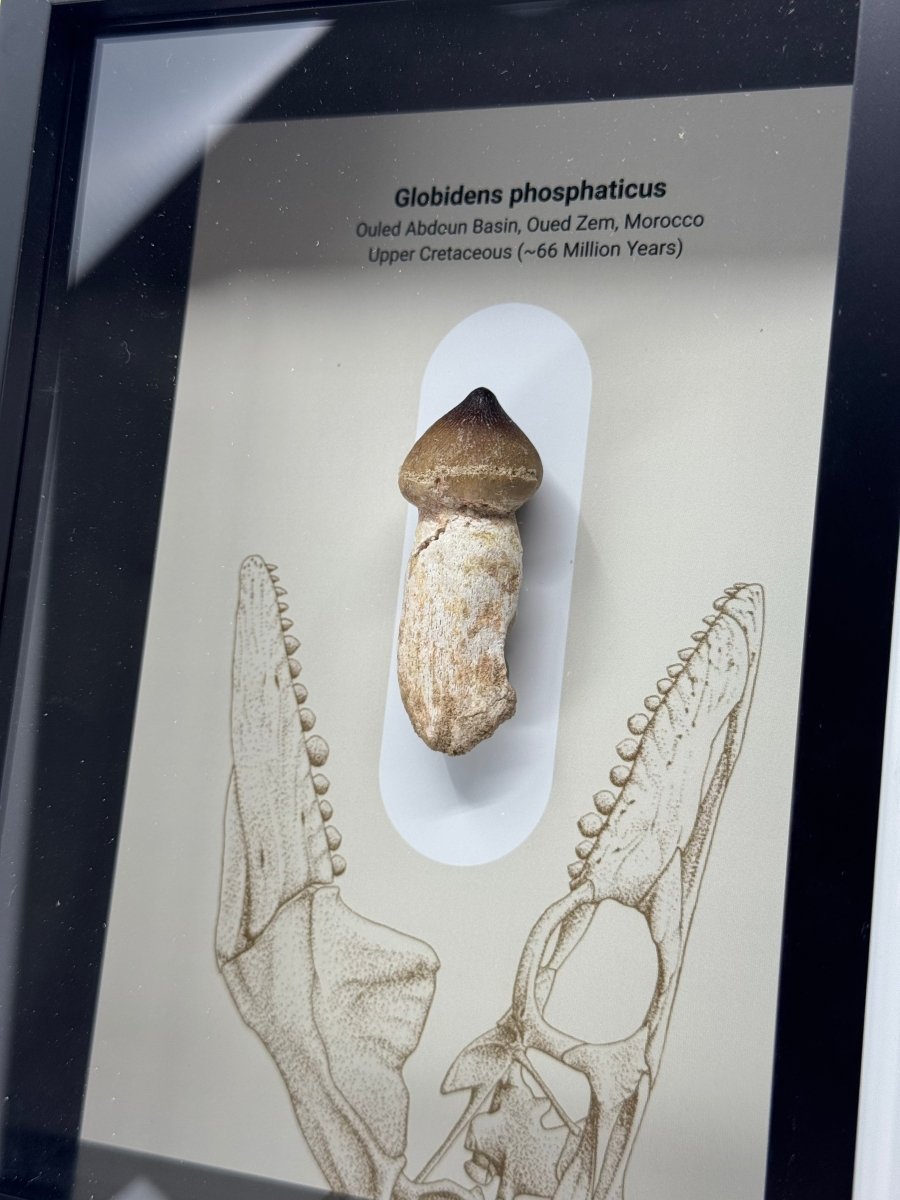 Globidens phosphaticus (mosasaur species) Rooted Tooth in Large Deep Box Frame - FossilsAndMore