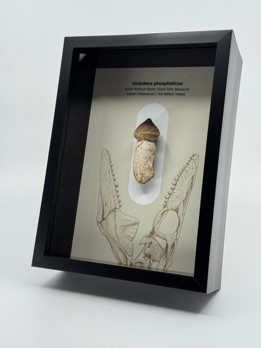 Fossilized specimen in a black frame with a white background