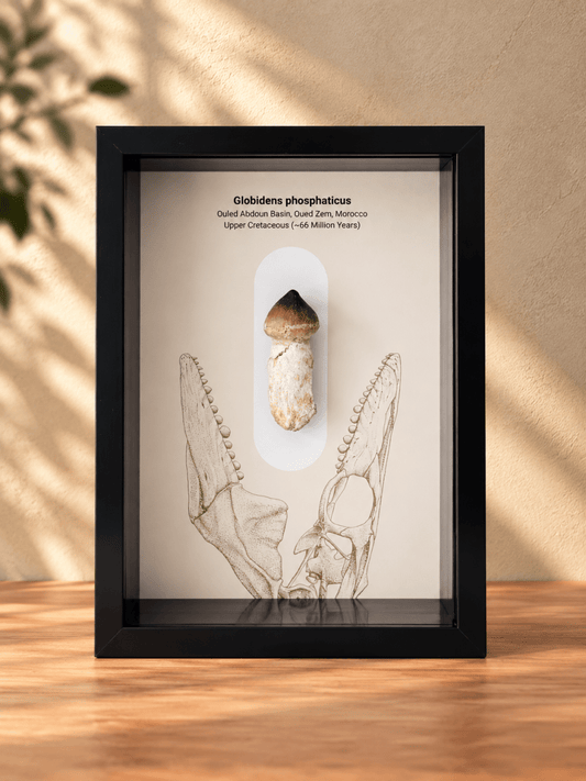 Globidens phosphaticus (mosasaur species) Rooted Tooth in Large Deep Box Frame - FossilsAndMore
