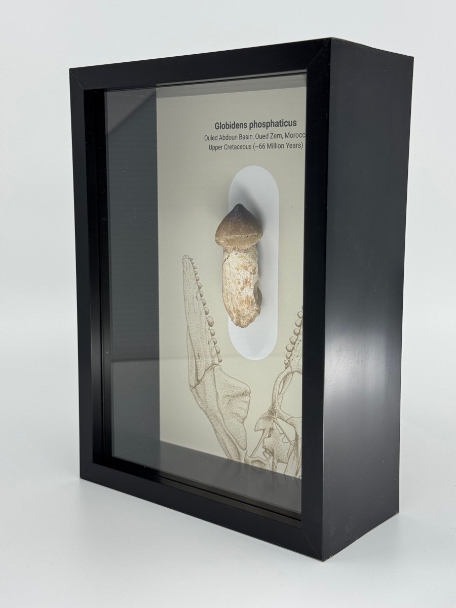 Globidens phosphaticus (mosasaur species) Rooted Tooth in Large Deep Box Frame - FossilsAndMore