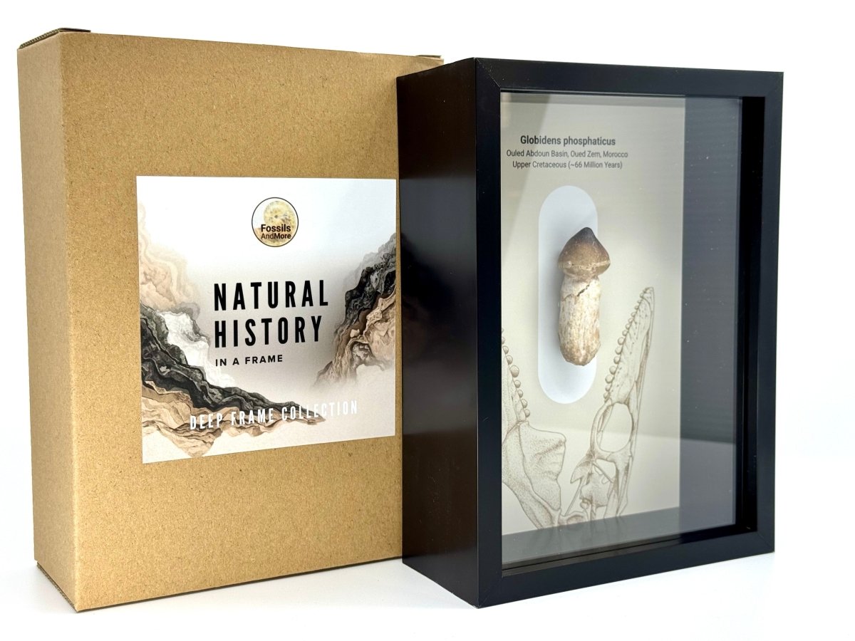 Globidens phosphaticus (mosasaur species) Rooted Tooth in Large Deep Box Frame - FossilsAndMore