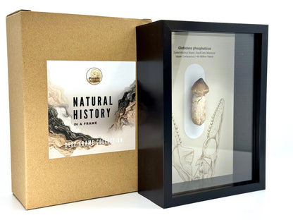 Globidens phosphaticus (mosasaur species) Rooted Tooth in Large Deep Box Frame - FossilsAndMore