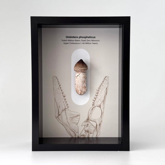 Globidens phosphaticus (mosasaur species) Rooted Tooth in Large Deep Box Frame - FossilsAndMore
