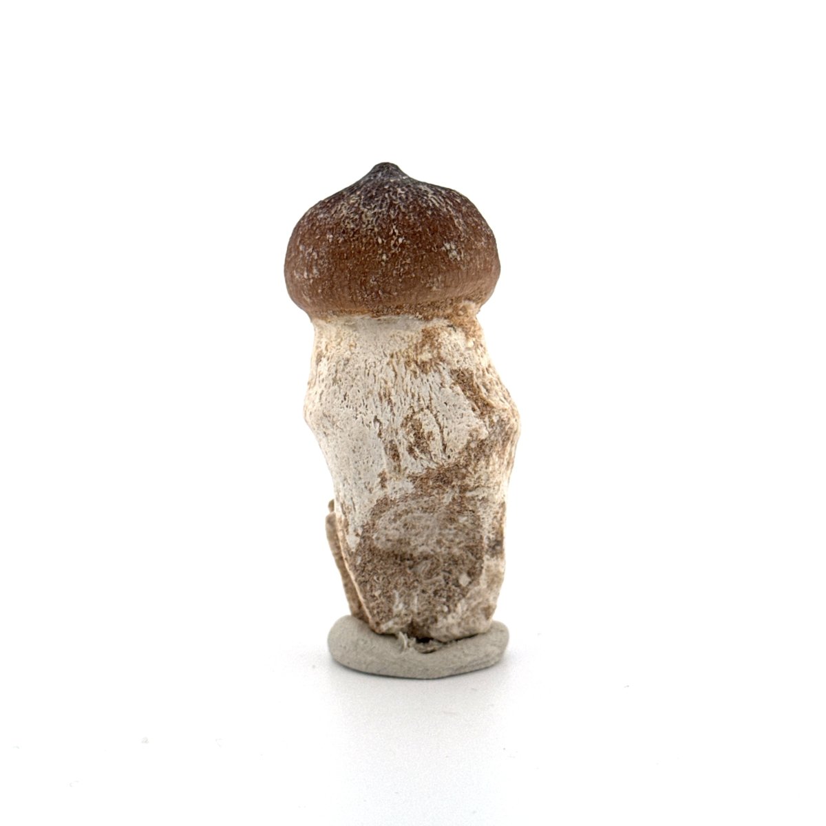 Globidens phosphaticus tooth with natural root from Cretaceous, Morocco (2.09") - FossilsAndMore