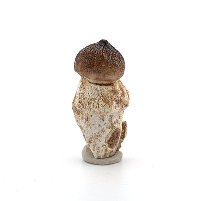 Globidens phosphaticus tooth with natural root from Cretaceous, Morocco (2.09") - FossilsAndMore