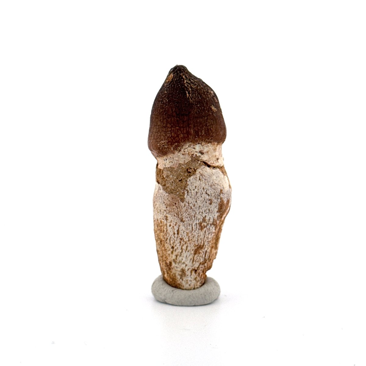 Globidens phosphaticus tooth with natural root from Cretaceous, Morocco (2.28") - FossilsAndMore
