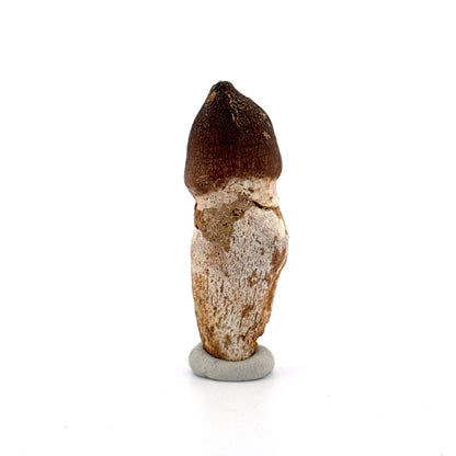 Globidens phosphaticus tooth with natural root from Cretaceous, Morocco (2.28") - FossilsAndMore