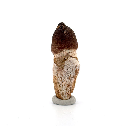Globidens phosphaticus tooth with natural root from Cretaceous, Morocco (2.28") - FossilsAndMore