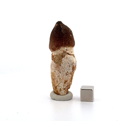Globidens phosphaticus tooth with natural root from Cretaceous, Morocco (2.28") - FossilsAndMore