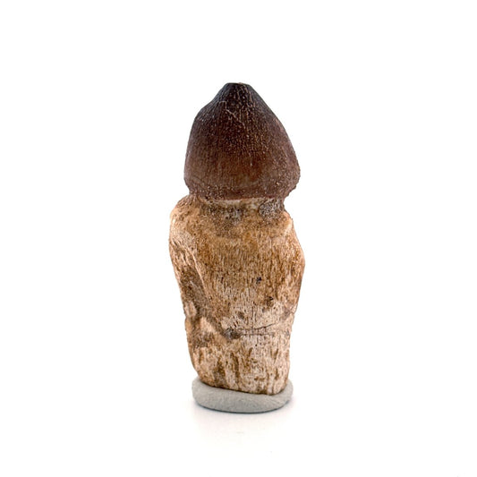 Globidens phosphaticus tooth with natural root from Cretaceous, Morocco (2.39") - FossilsAndMore