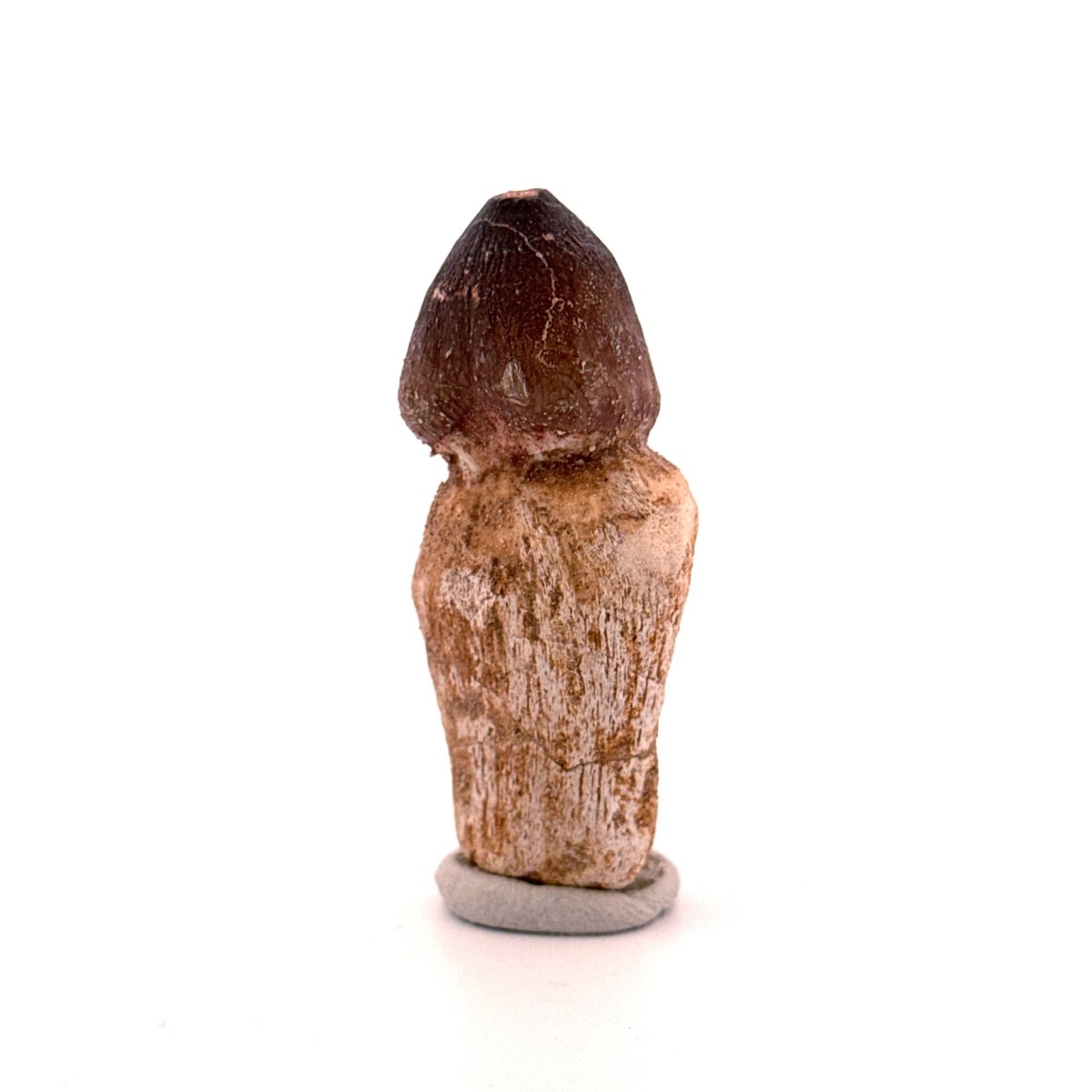 Globidens phosphaticus tooth with natural root from Cretaceous, Morocco (2.39") - FossilsAndMore