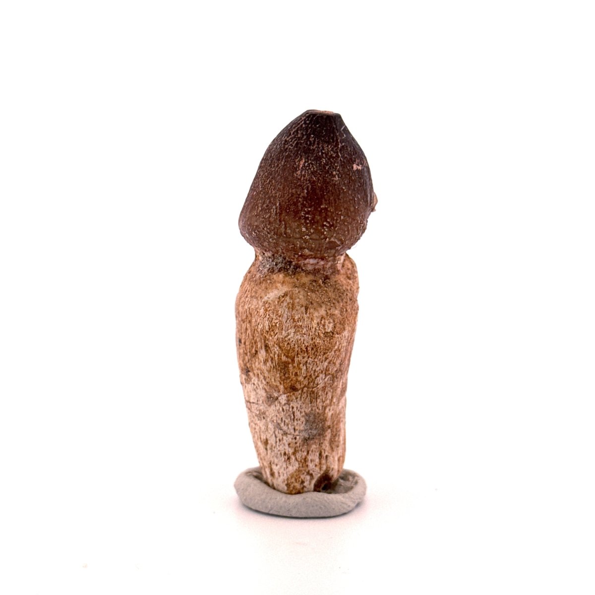 Globidens phosphaticus tooth with natural root from Cretaceous, Morocco (2.39") - FossilsAndMore