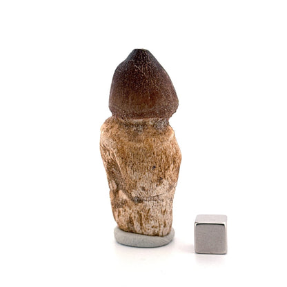 Globidens phosphaticus tooth with natural root from Cretaceous, Morocco (2.39") - FossilsAndMore