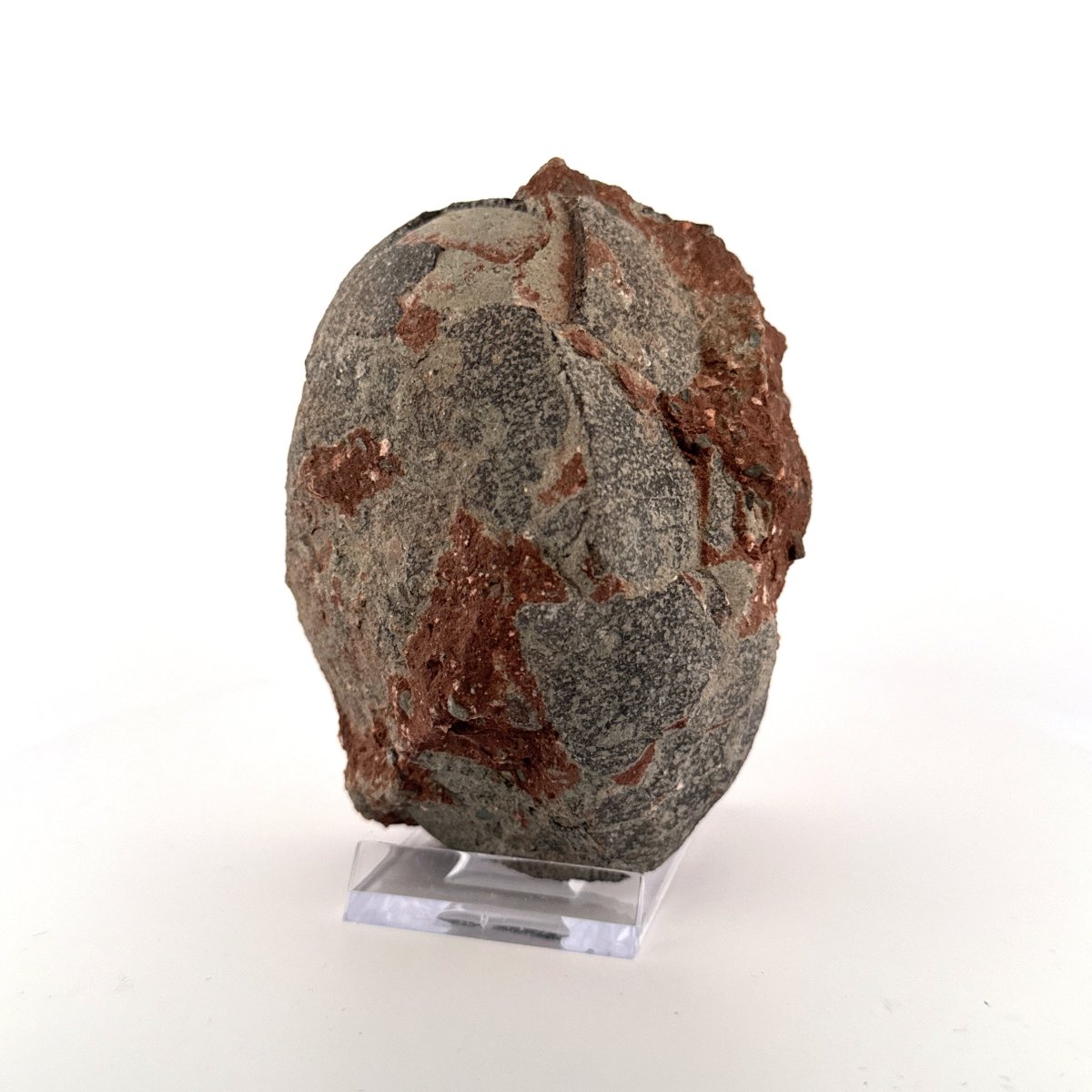 Hadrosaur Dinosaur Egg fossil (3.92") – Cretaceous, China - FossilsAndMore