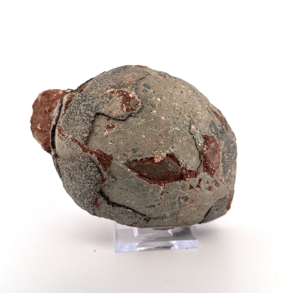 Hadrosaur Dinosaur Egg fossil (4.18") – Cretaceous, China - FossilsAndMore