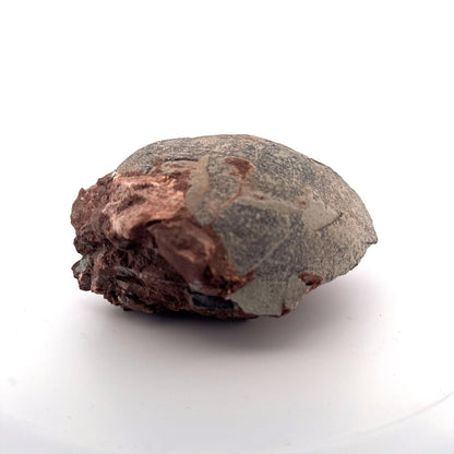 Hadrosaur Dinosaur Egg fossil (4.75") – Cretaceous, China - FossilsAndMore