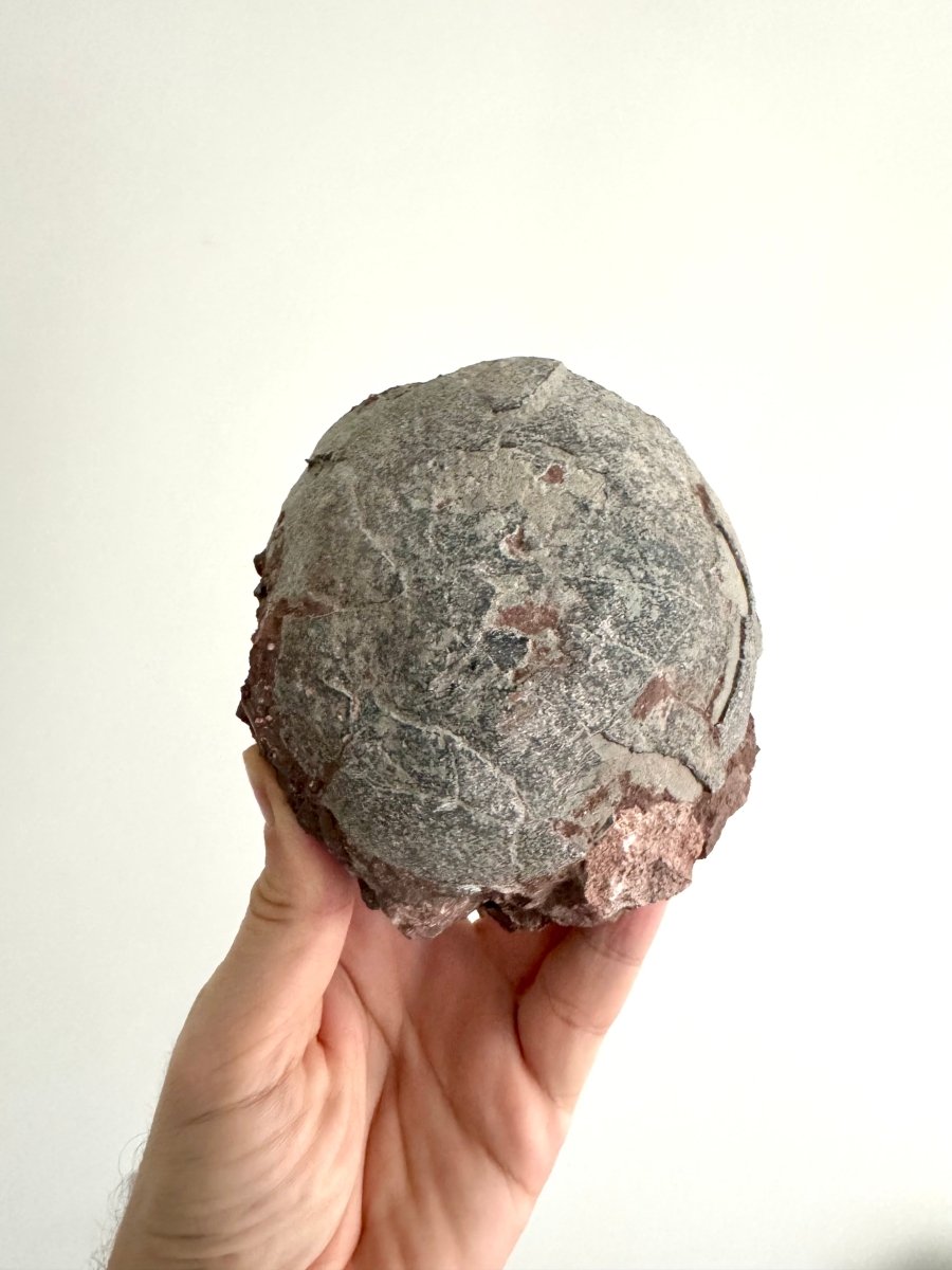 Hadrosaur Dinosaur Egg fossil (4.75") – Cretaceous, China - FossilsAndMore